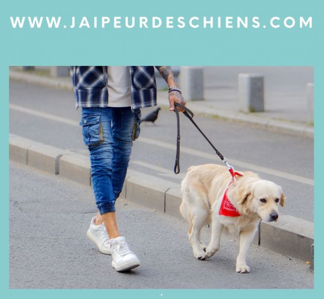 Phobie des chiens, de l'angoisse à l'apaisement en 2 séances