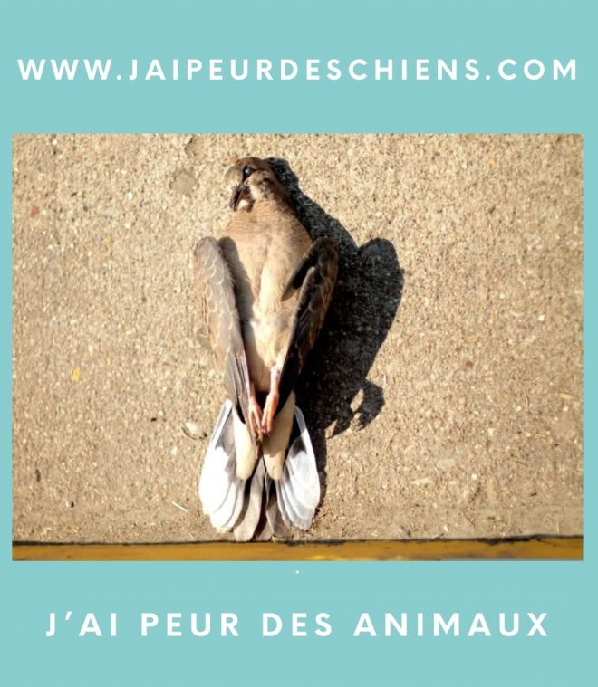 Stop peur des oiseaux morts 