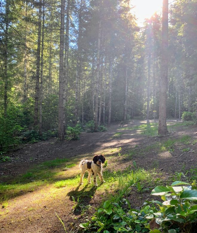 Peur des chiens de la ville à la campagne 